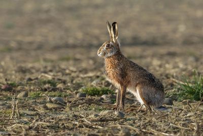 Livre d'Europe, Lepus europaeus