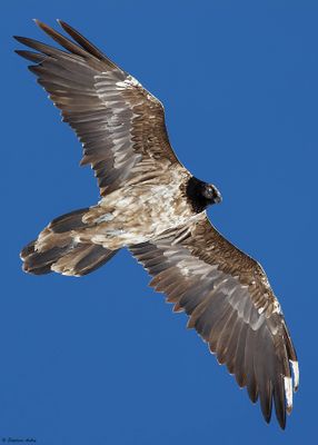 Gypate barbu, Gypaetus barbatus