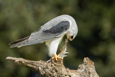 Elanion blanc, Elanus caeruleus