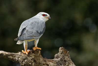 Elanion blanc, Elanus caeruleus