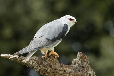 Elanion blanc, Elanus caeruleus