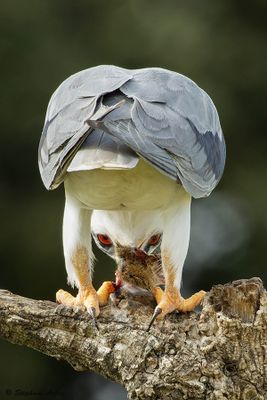 Elanion blanc, Elanus caeruleus