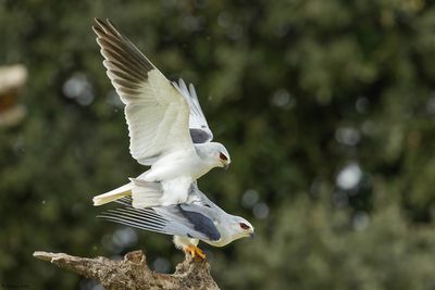 Elanion blanc, Elanus caeruleus