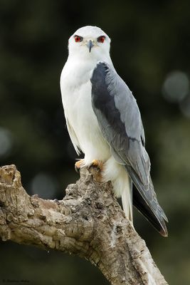 Elanion blanc, Elanus caeruleus