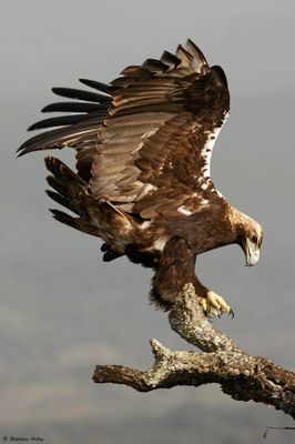 Spanish Imperial Eagle / Aigle ibrique, Aquila adalberti, Castilla-La Mancha, Espagne / 20-23.03.24