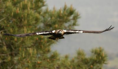 Aigle ibrique, Aquila adalberti