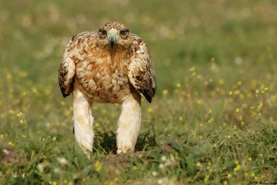 Aigle ibrique, Aquila adalberti