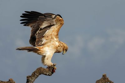 Aigle ibrique, Aquila adalberti