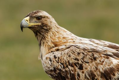 Aigle ibérique, Aquila adalberti