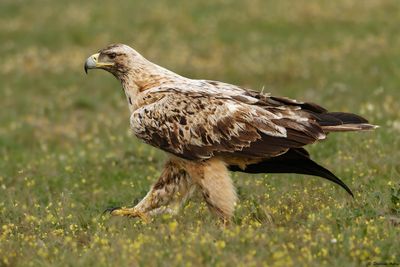 Aigle ibrique, Aquila adalberti