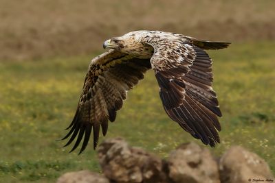 Aigle ibrique, Aquila adalberti