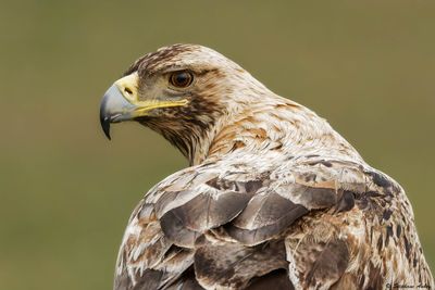 Aigle ibrique, Aquila adalberti