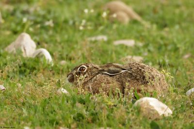 Livre ibrique, Lepus granatensis