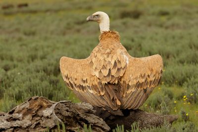 Griffon Vulture / Vautour fauve, Gyps fulvus, Castilla y Len, Espagne / 22.03.2024