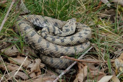 Vipera aspis, 04.04.24