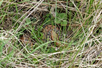 Vipère aspic, Vipera aspis aspis