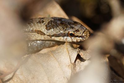 Coronelle lisse, Coronella austriaca austriaca