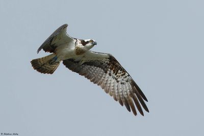 Balbuzard pcheur, Pandion haliaetus