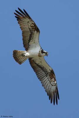 Balbuzard pcheur, Pandion haliaetus