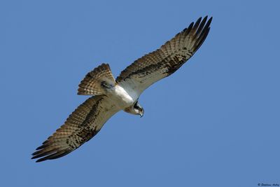 Balbuzard pcheur, Pandion haliaetus