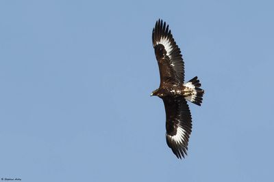 Aigle royal, Aquila chrysaetos