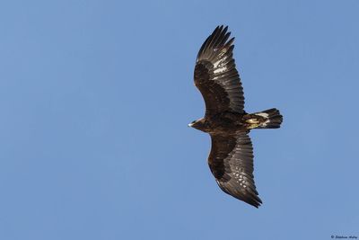 Aigle royal, Aquila chrysaetos