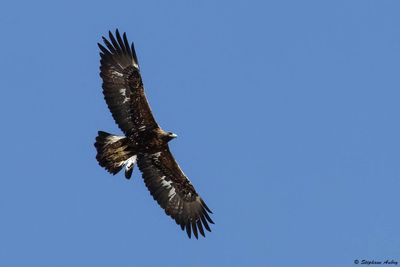 Aigle royal, Aquila chrysaetos