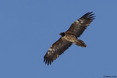 Bearded Vulture / Gypate barbu, Gypaetus barbatus, Valais, CH, 2024