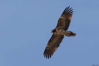 Gypate barbu, Gypaetus barbatus