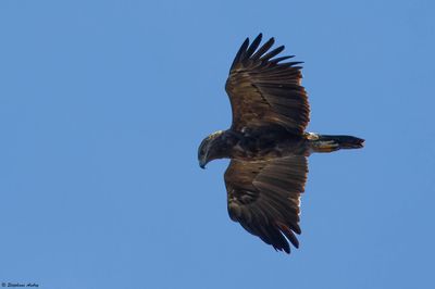 Lesser Spotted Eagle / Aigle pomarin, Clanga pomarina, Franche-Comt, F / 2024