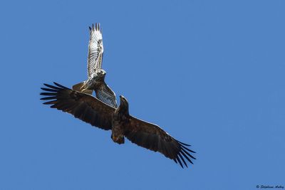 Aigle pomarin, Clanga pomarina