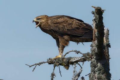 Lesser Spotted Eagle / Aigle pomarin, Clanga pomarina, Franche-Comt, F / 2024