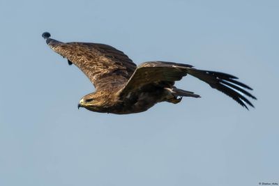 Aigle pomarin, Clanga pomarina