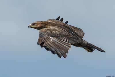 Aigle pomarin, Clanga pomarina