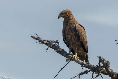 Lesser Spotted Eagle / Aigle pomarin, Clanga pomarina, Franche-Comt, F / 2024