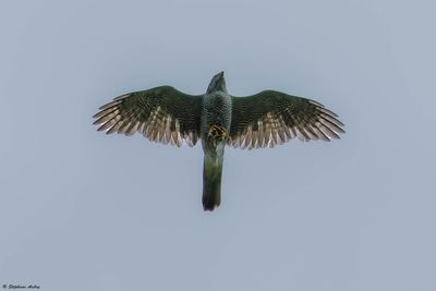 Northern Goshawk / Autour des palombes