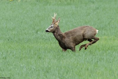 Chevreuil, Capreolus capreolus