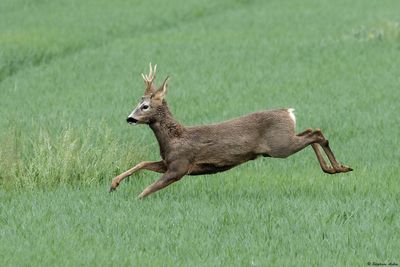 Chevreuil, Capreolus capreolus