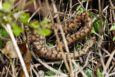 Vipre aspic, Vipera aspis aspis