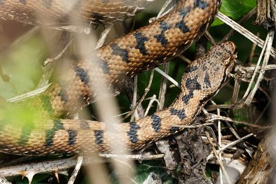Vipre aspic, Vipera aspis aspis