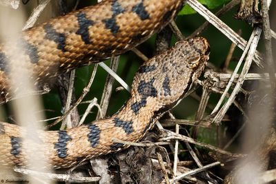 Vipre aspic, Vipera aspis aspis
