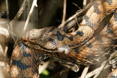 Vipre aspic, Vipera aspis aspis