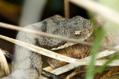Vipre aspic, Vipera aspis aspis