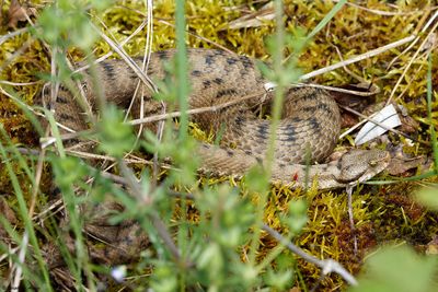 Vipre aspic, Vipera aspis aspis