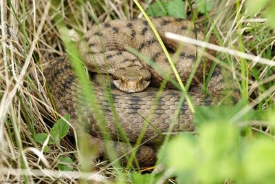 Vipre aspic, Vipera aspis aspis