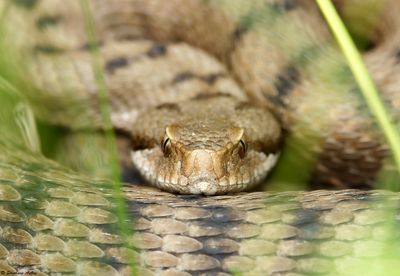 Vipre aspic, Vipera aspis aspis
