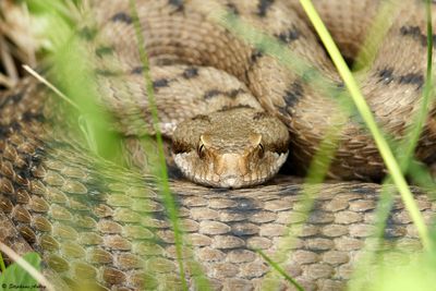 Vipre aspic, Vipera aspis aspis