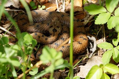 Vipre aspic, Vipera aspis aspis