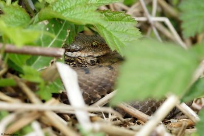 Vipre aspic, Vipera aspis aspis