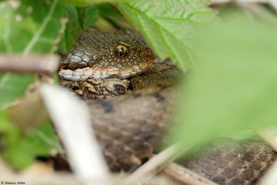 Vipre aspic, Vipera aspis aspis